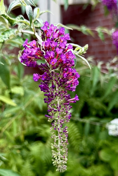 Blute Garten 2