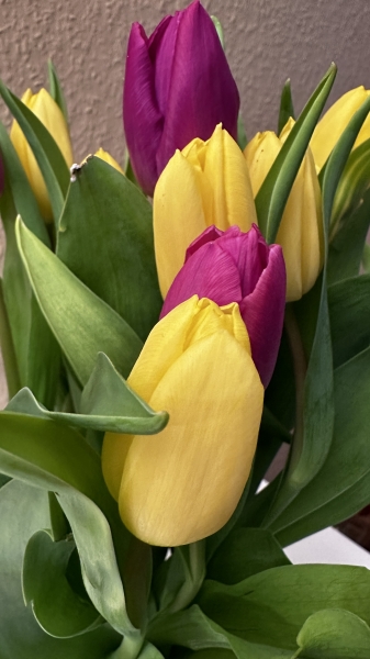 Tulpen